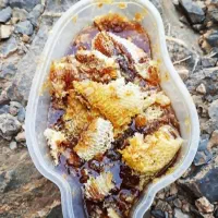 عسل کوهی استان فارس اصل برای خواص درمانی|خوردنی و آشامیدنی|شاهینشهر, مخابرات (شهید بهشتی)|دیوار