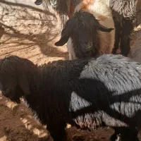 فروشی|حیوانات مزرعه|بابا حیدر, |دیوار