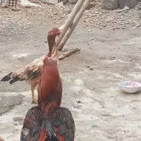 3500000|حیوانات مزرعه|فیرورق, |دیوار