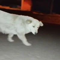 سگ ویلایی پاکوتا