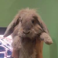 خرگوش لوپ شش ماهه