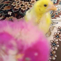 فروش دو عدد جوجه