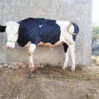 گوساله|حیوانات مزرعه|رامیان, |دیوار