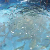 استخدام آقا ماهی سرا (بهمراه خانه)