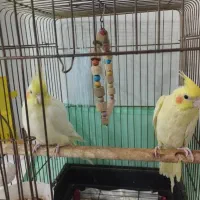 عروس هلندی|پرنده|اهواز, سیصد دستگاه|دیوار