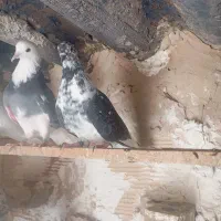 کفتر همه به شرط