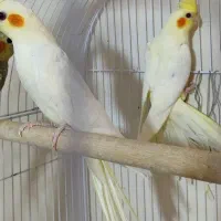 عروس هلندی پرورشگاه طوطیسان|پرنده|خمینیشهر, |دیوار