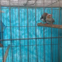 فنچ نژاددار