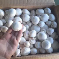 قارچ درچه یک لوکس کرمان