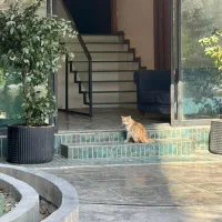 گربه گمشده|حیوانات|مشهد, رستگار|دیوار