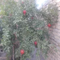 علف خشک باغی