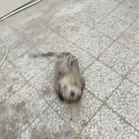 سگ پشمالو خونگی تربیت شده نر هست