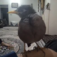 مینا جوان ۴ماهه با قفس چوبی|پرنده|کرمان, |دیوار