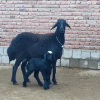 میش و قوچ|حیوانات مزرعه|میاندوآب, |دیوار