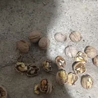 گردو محلی پر چرب|خوردنی و آشامیدنی|نمشیر, |دیوار