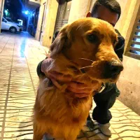 سگ پیدا شده