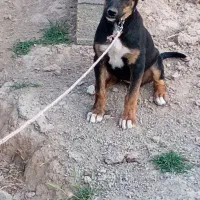 سگ  ماده توله ۳ماهه ۲ تومن