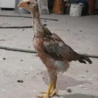 پنج تا جوجه لاری دو نیم ماهه دونه ای ۴۰۰