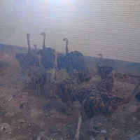 شترمرغ درهمدلن