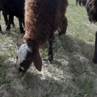 بره نرهترو ژن چند قلو زایی