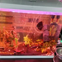 اکواریوم شیشه خم شرکتی