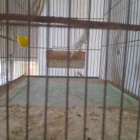 فروش سه عددقناری  دوعددنر یک عددماده