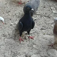 کبوتر|پرنده|بافت, |دیوار