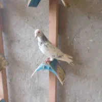 کبوتر  سار سرور