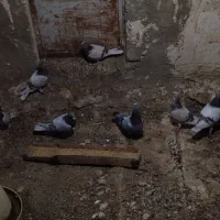 کبوتر پوسپیازی|پرنده|برازجان, |دیوار