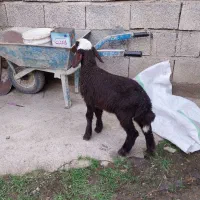 گوسفند قصابی با بره نر افشاری|حیوانات مزرعه|علیآباد کتول, |دیوار