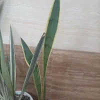 گلهای زیبا|گل و گیاه طبیعی|خمام, |دیوار