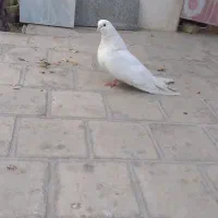 یک عددکبوتر نر سفید|پرنده|اردکان, |دیوار