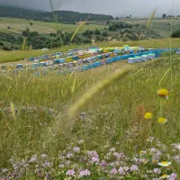 نیروی کار برای زنبورستان