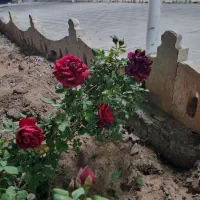 باغچه|فروش خانه و ویلا|رباطکریم, حصار مهتر|دیوار