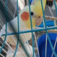 عروس هلندی
