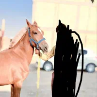 اسب، کره مادیان|اسب و تجهیزات اسب‌سواری|مسجد سلیمان, |دیوار