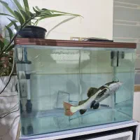 ماهی ردتیل وآکواریوم شرکتی|ماهی|شیراز, کوشک میدان|دیوار