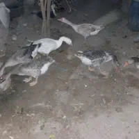 فروش پنج عدد قاز خانگی بزرگ و جوان تخمگذار