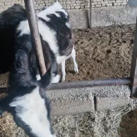 گوساله|حیوانات مزرعه|عسگران, |دیوار