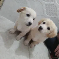 دوعدد سگ اشپیتز