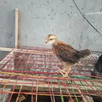 جوجه گلپایگان و بوقلمون