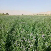 یونجه درجه یک