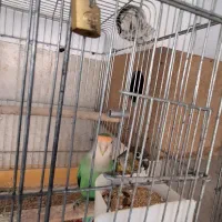 فروش انواع پرنده|پرنده|ورامین, شهرک فجر|دیوار