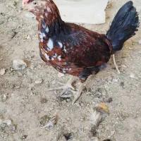 3تا جوجه گلیم زیر مرغی