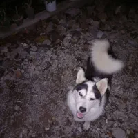 هاسکی ماده ۷ ماهه