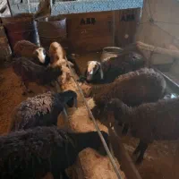 با سلام بره نرو ماده|حیوانات مزرعه|هشتگرد, خور|دیوار