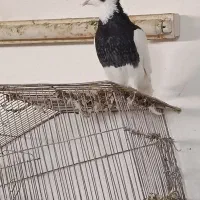 کبوتر|پرنده|فسا, |دیوار