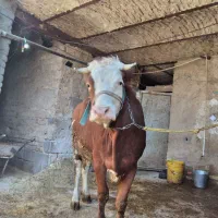 گاوشیر۲۰گوساله ماده