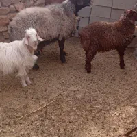 حیوانات مزرعه|حیوانات مزرعه|فلارد, |دیوار