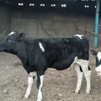 گوساله گاو تلیسه